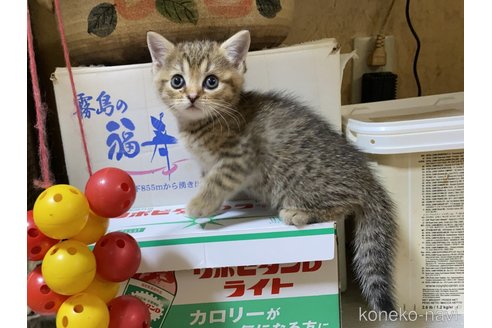 成約済の千葉県のマンチカン(短足)-91619の3枚目
